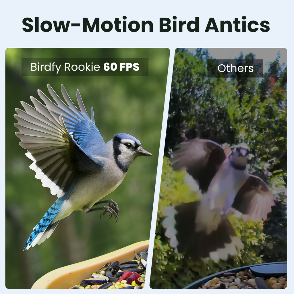 Birdfy Feeder Rookie - Beginner-Friendly Smart Bird Feeder Green