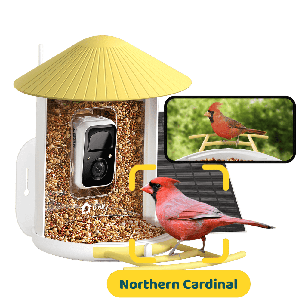 Birdfy Feeder with Solar Panel - Solar-Powered Smart Bird Feeder with Camera