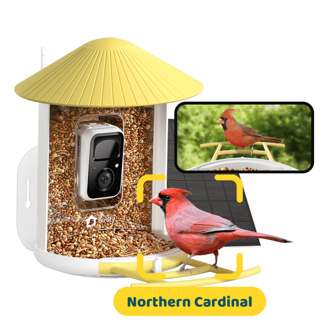 Birdfy Feeder - AI-Powered Smart Bird Feeder with Camera-Yellow