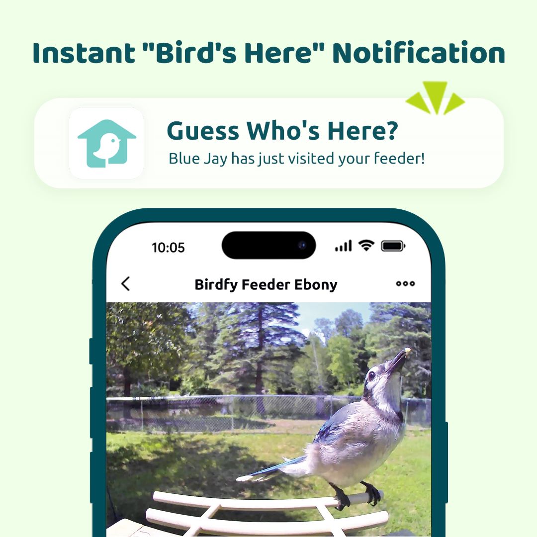 Birdfy Feeder Ebony - Wooden Smart Bird Feeder