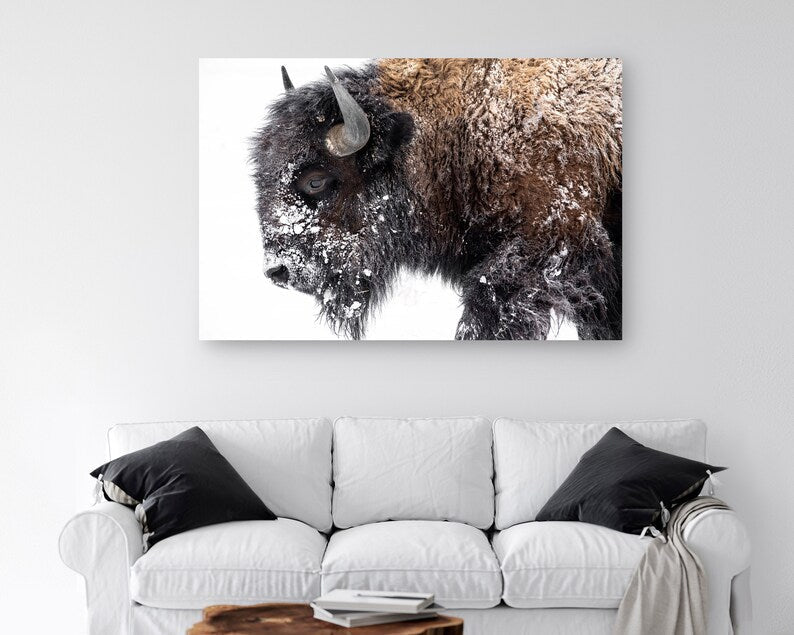 Bison Canvas Print • Bison Canvas Wall Art