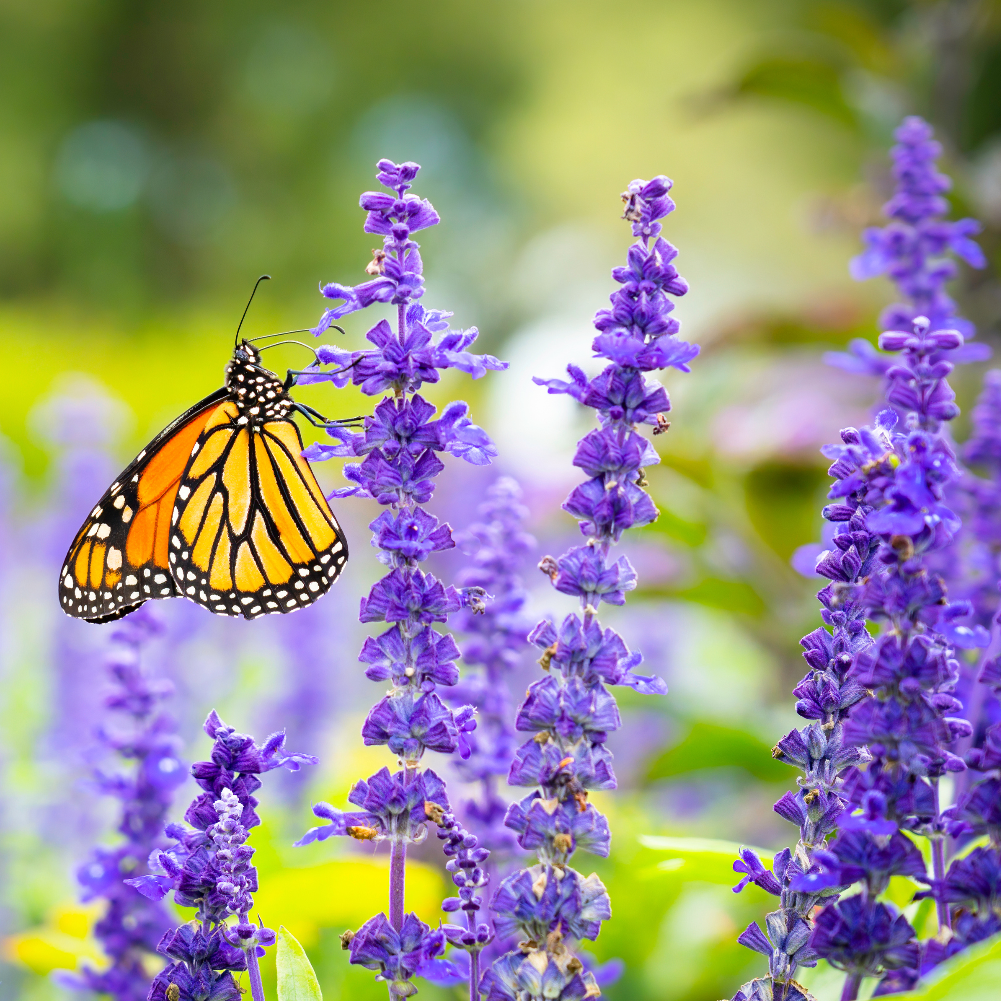 GoodBug™ Wildflower Mix A Natural Way to Fight Garden Pests—Without Chemicals