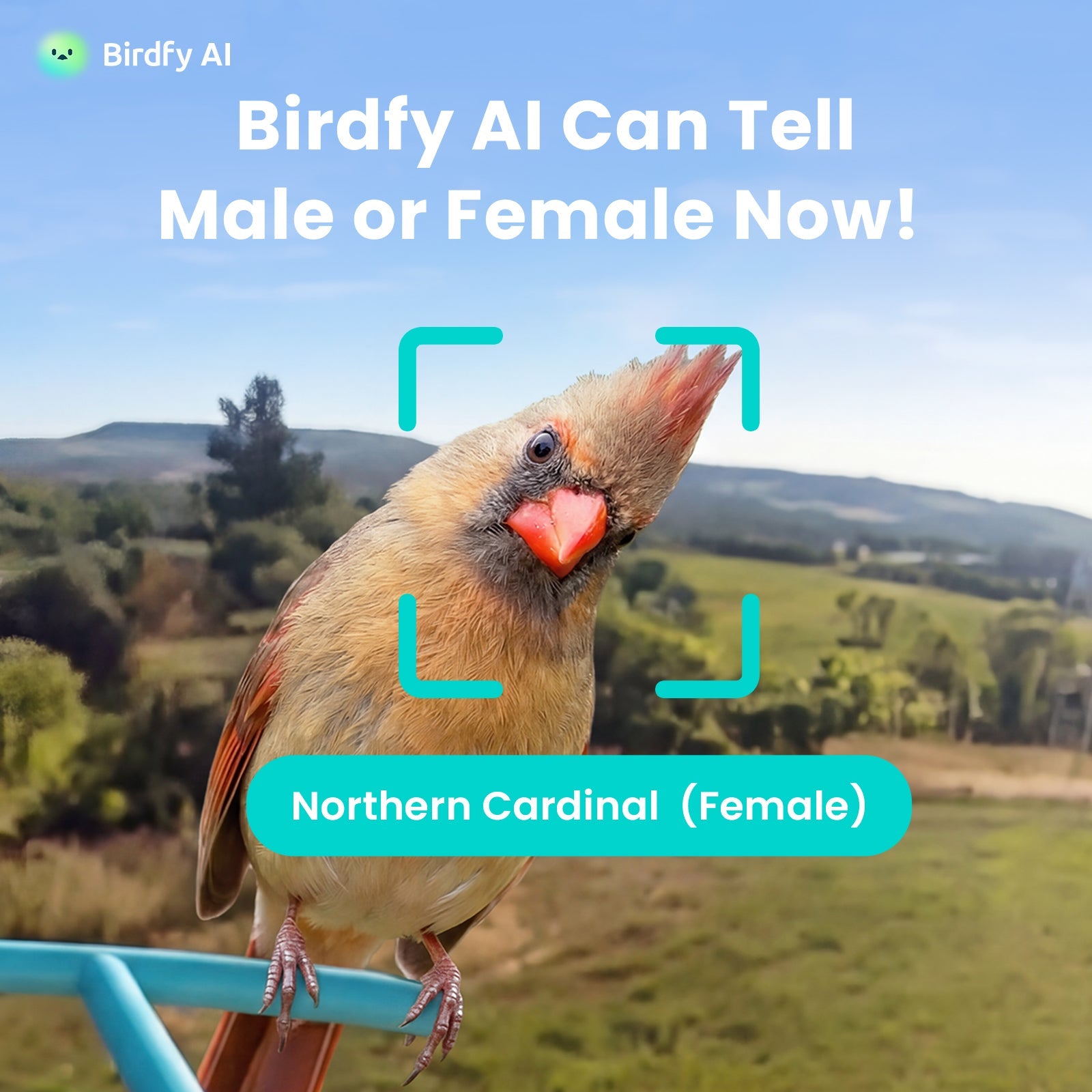 Birdfy Feeder Bamboo - Smart Bird Feeder with Eco-friendly Material