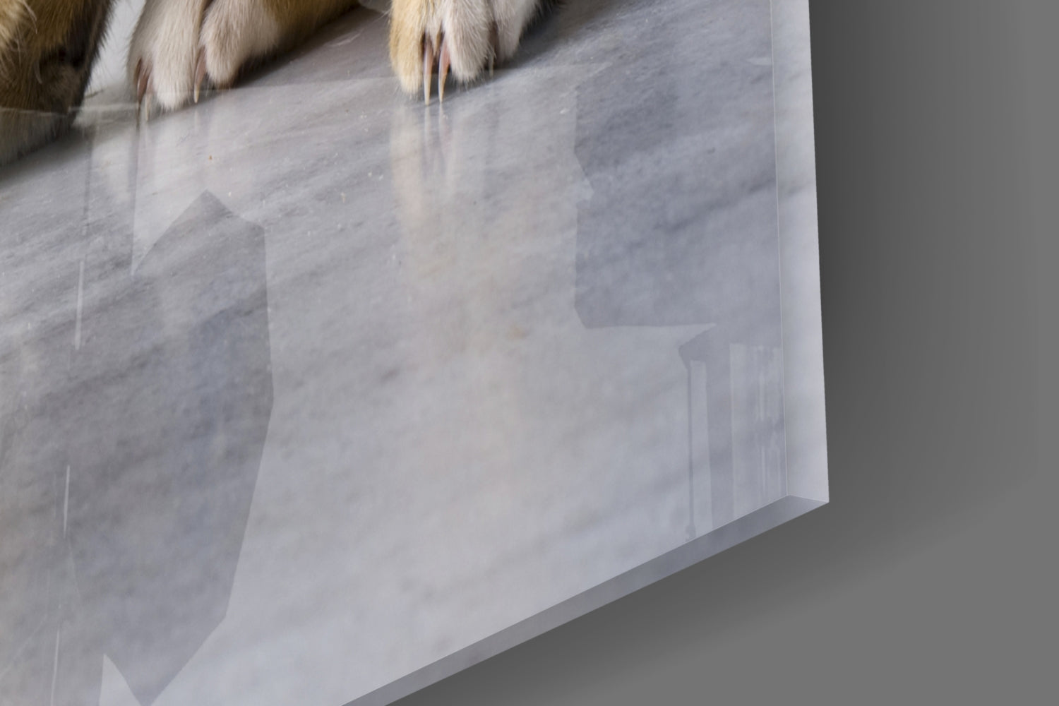 Cat Glass Wall Art