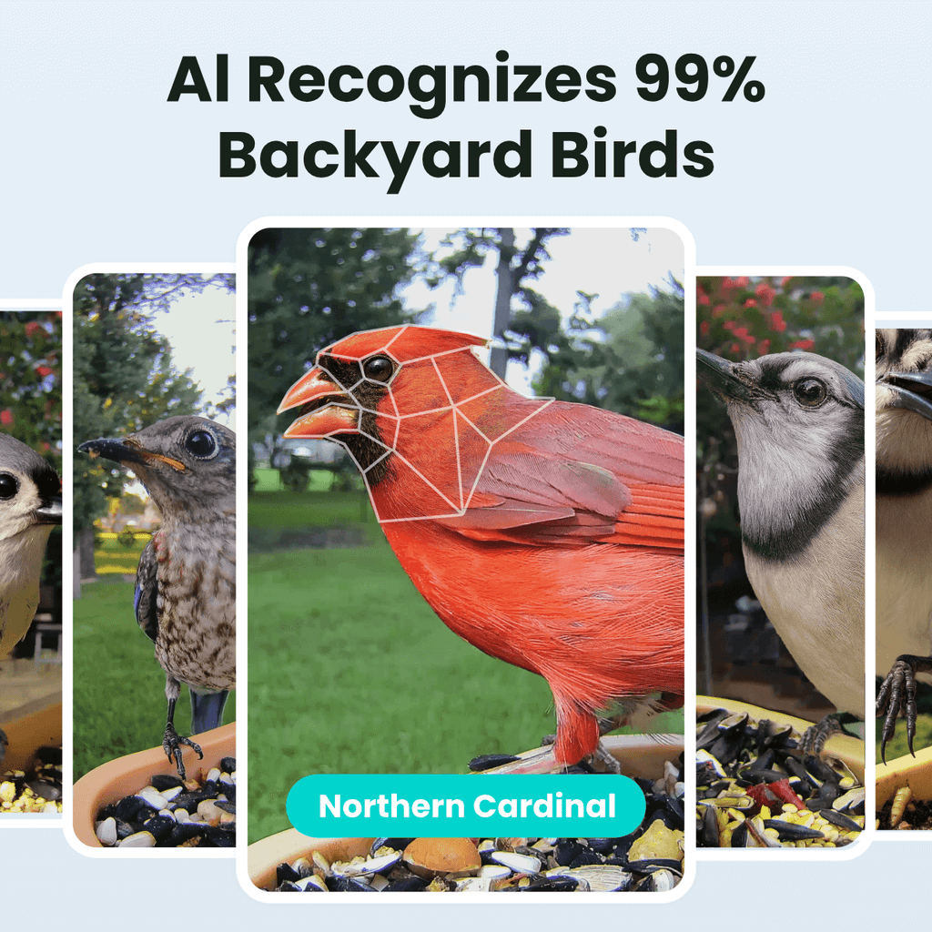 Birdfy Feeder Rookie - Beginner-Friendly Smart Bird Feeder Green