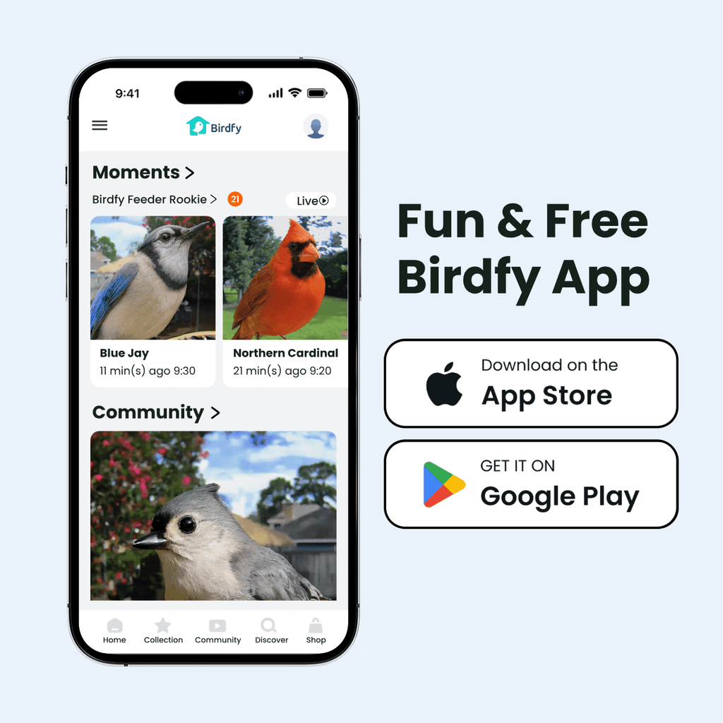 Birdfy Feeder Rookie - Beginner-Friendly Smart Bird Feeder Green