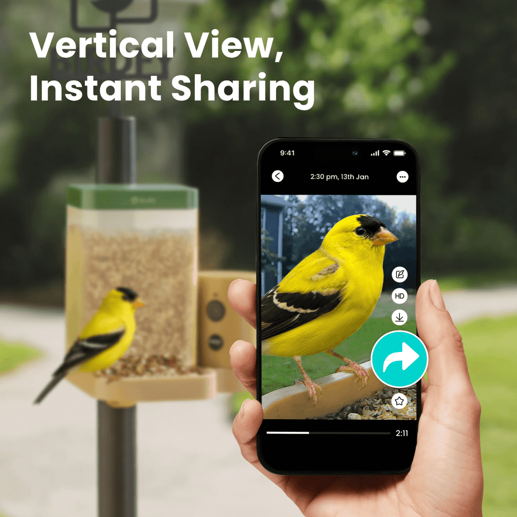 Birdfy Feeder Rookie - Beginner-Friendly Smart Bird Feeder Green