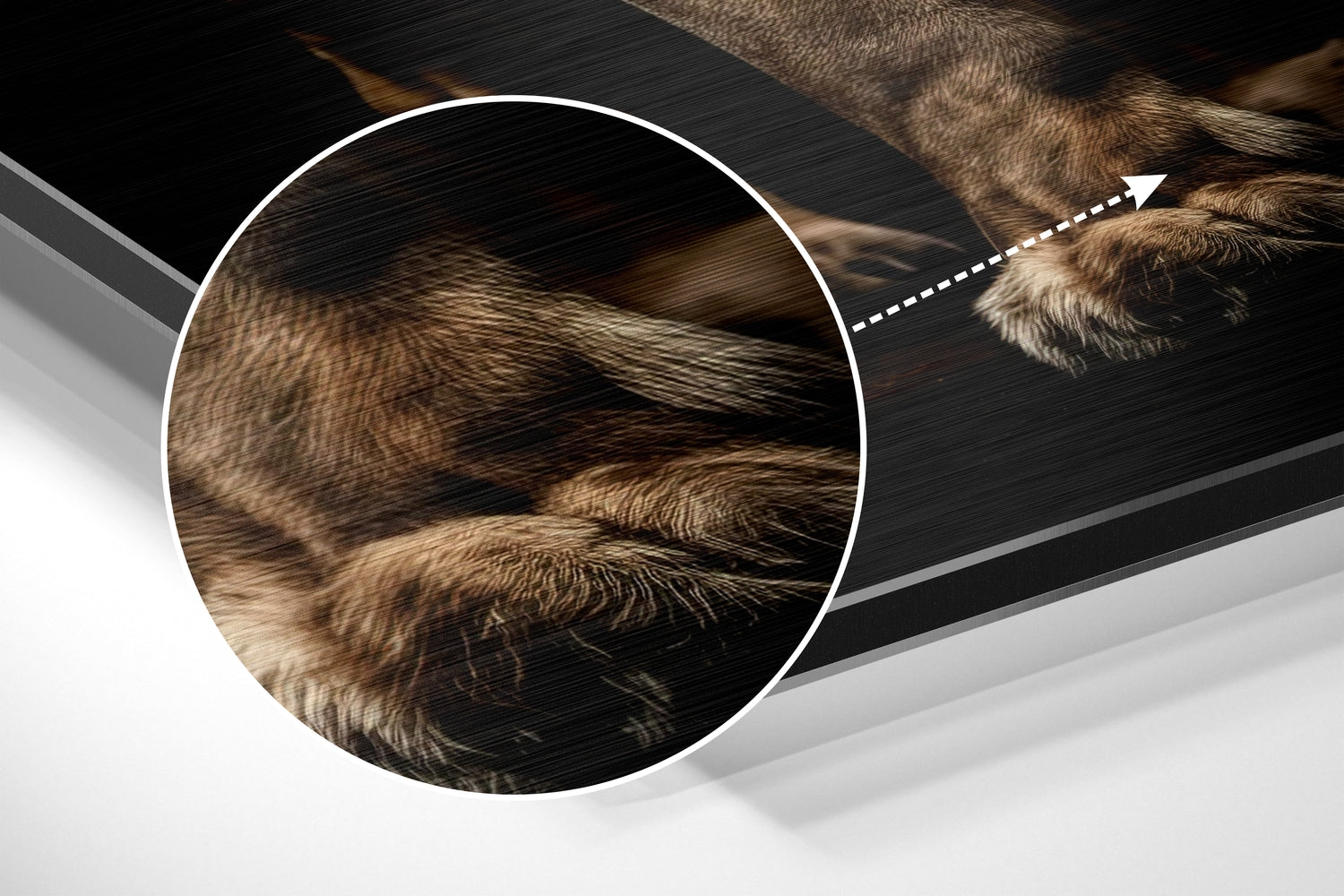 Lion Brushed Aluminum Dibond Wall Art
