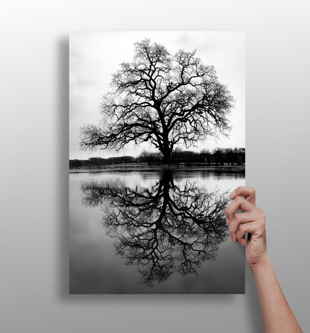 Alone Tree Aluminum Print