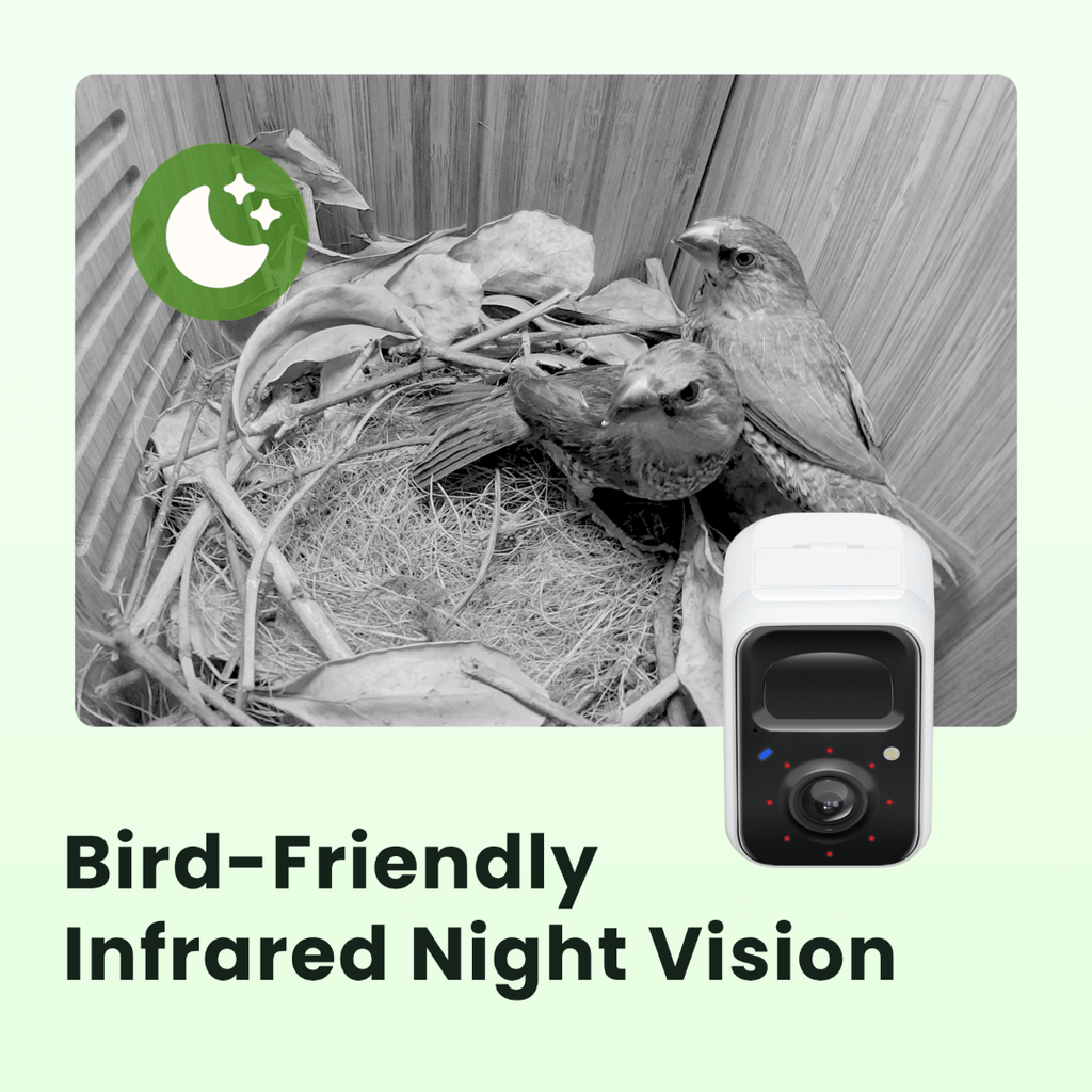 Birdfy Nest Polygon - Smart Birdhouse with Camera, Brown